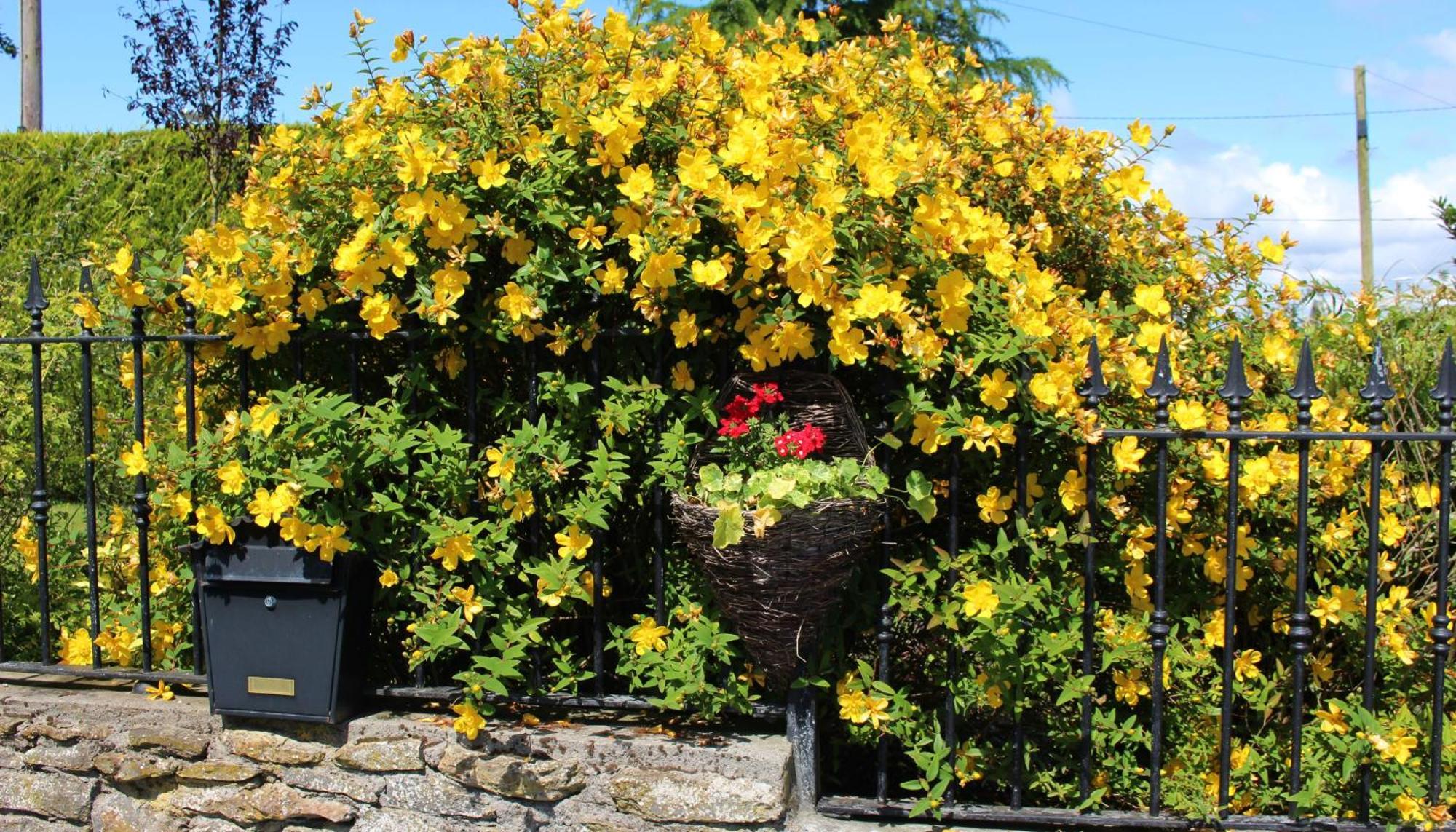 Charlotte'S Way B&B Banagher Exterior photo